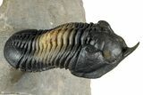 Morocconites Trilobite Fossil - Multi-Toned Shell Coloration #339442-2